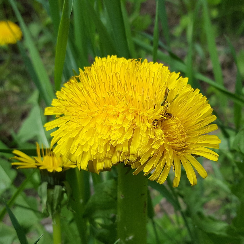 Image of genus Taraxacum specimen.