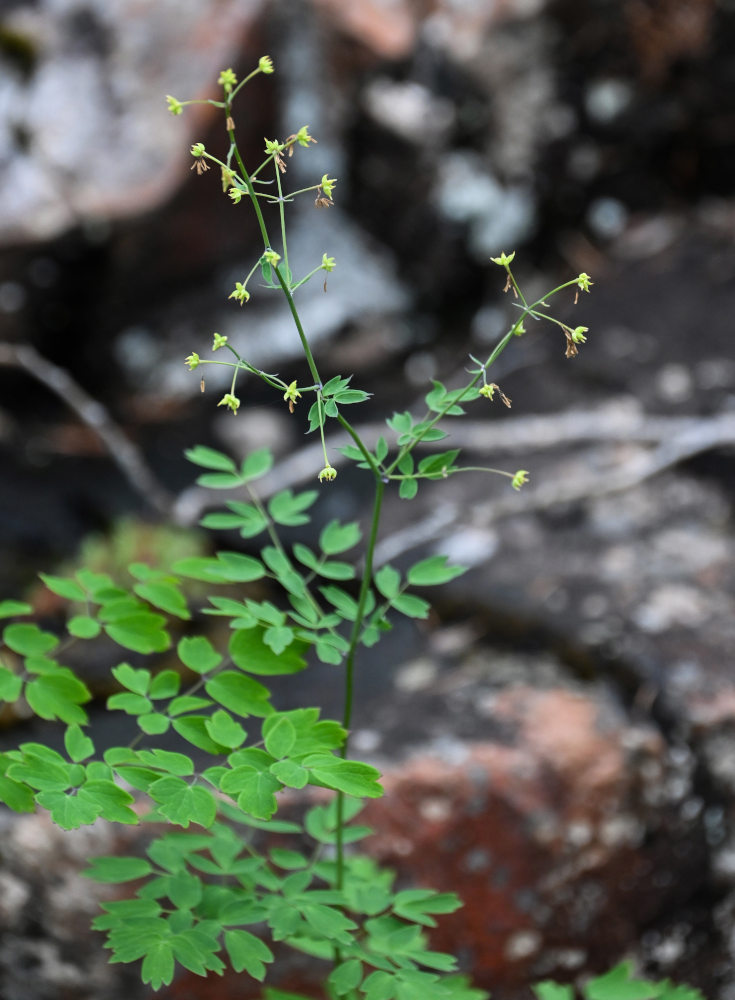 Image of Thalictrum minus specimen.