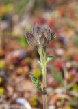 Polemonium boreale. Верхушка отцветшего растения. Мурманская обл., Кольский р-н, сельское поселение Териберка, о. Кильдин, окр. оз. Могильное, вороничная тундра. 24.06.2023.