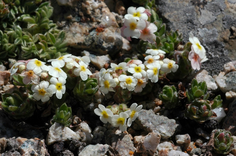 Image of Androsace lehmanniana specimen.