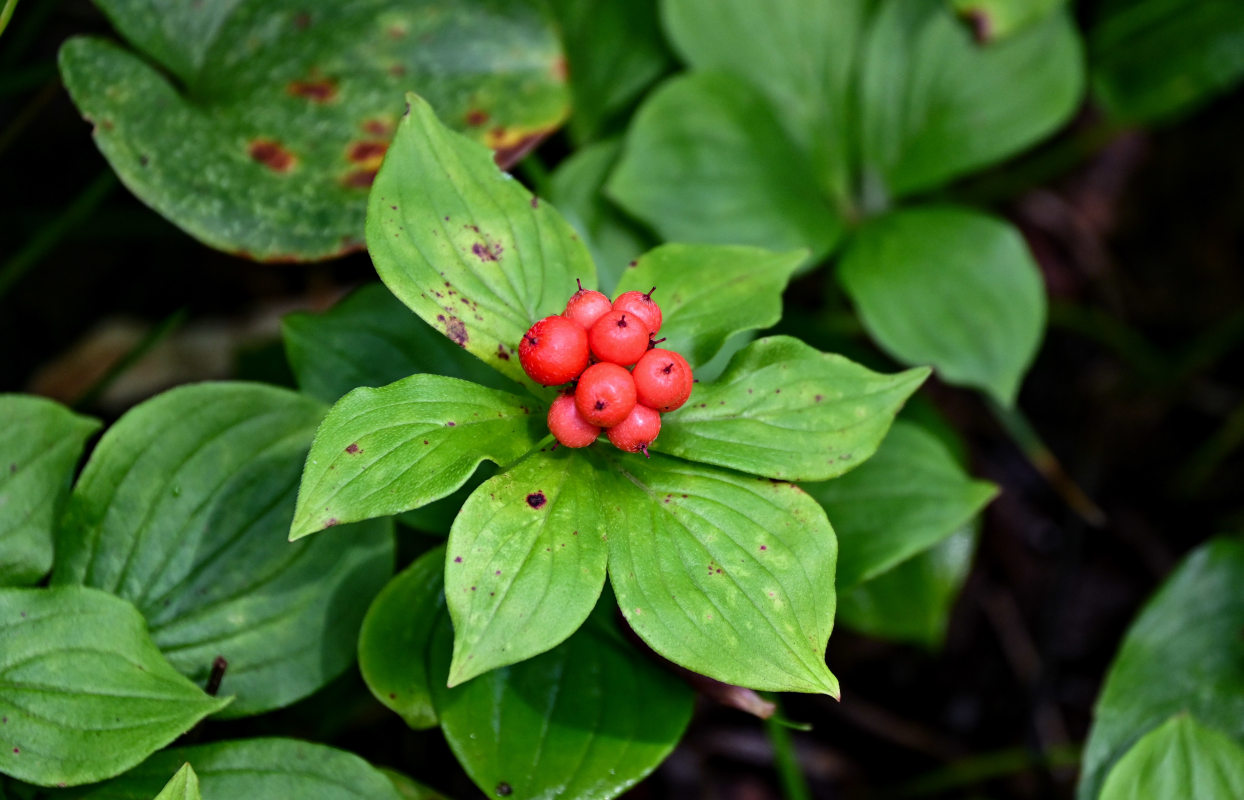 Изображение особи Chamaepericlymenum canadense.