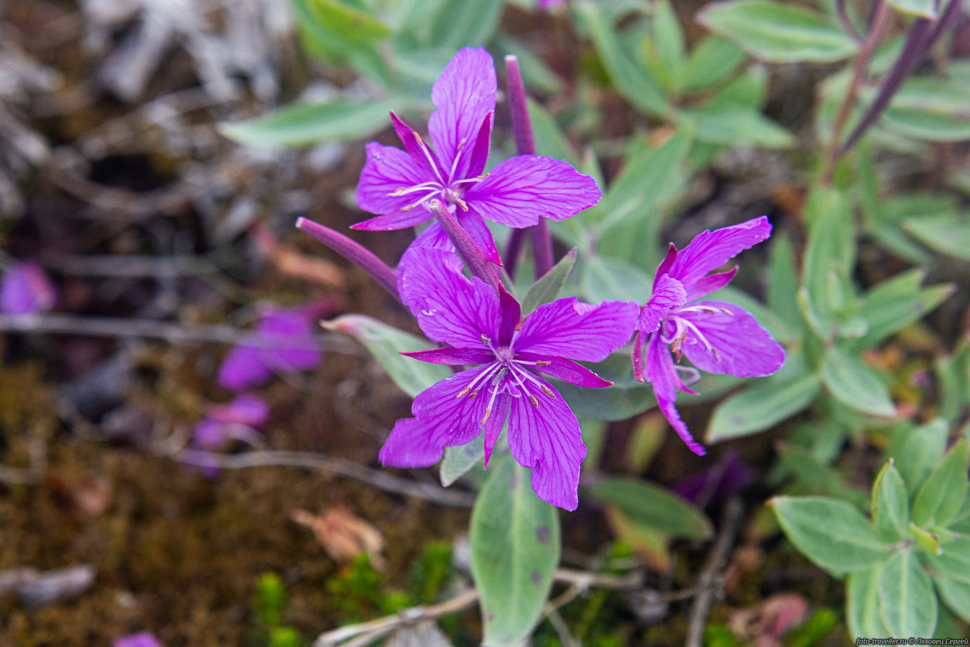 Image of Chamaenerion latifolium specimen.