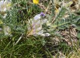 Astragalus sempervirens. Соцветие и листья. Испания, автономное сообщество Каталония, провинция Жирона, комарка Рипольес, муниципалитет Сеткасес, курорт \"Вальтер 2000\", ≈2200 м н.у.м., нижняя часть склона зап. экспозиции, каменистый луг. 03.07.2022.