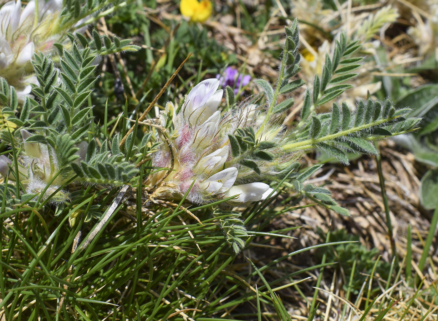 Image of Astragalus sempervirens specimen.