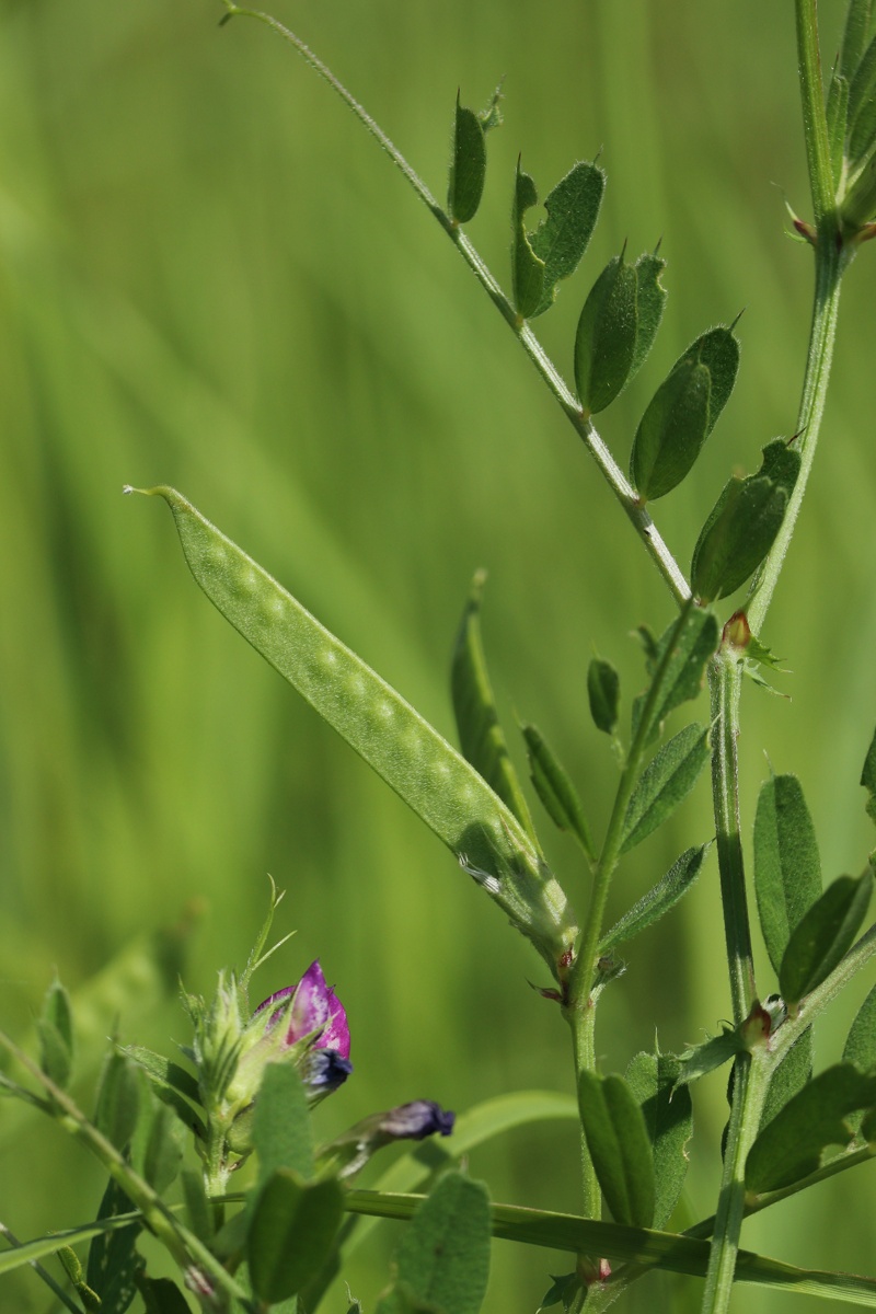 Image of Vicia angustifolia specimen.