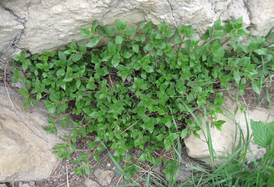 Изображение особи Parietaria elliptica.