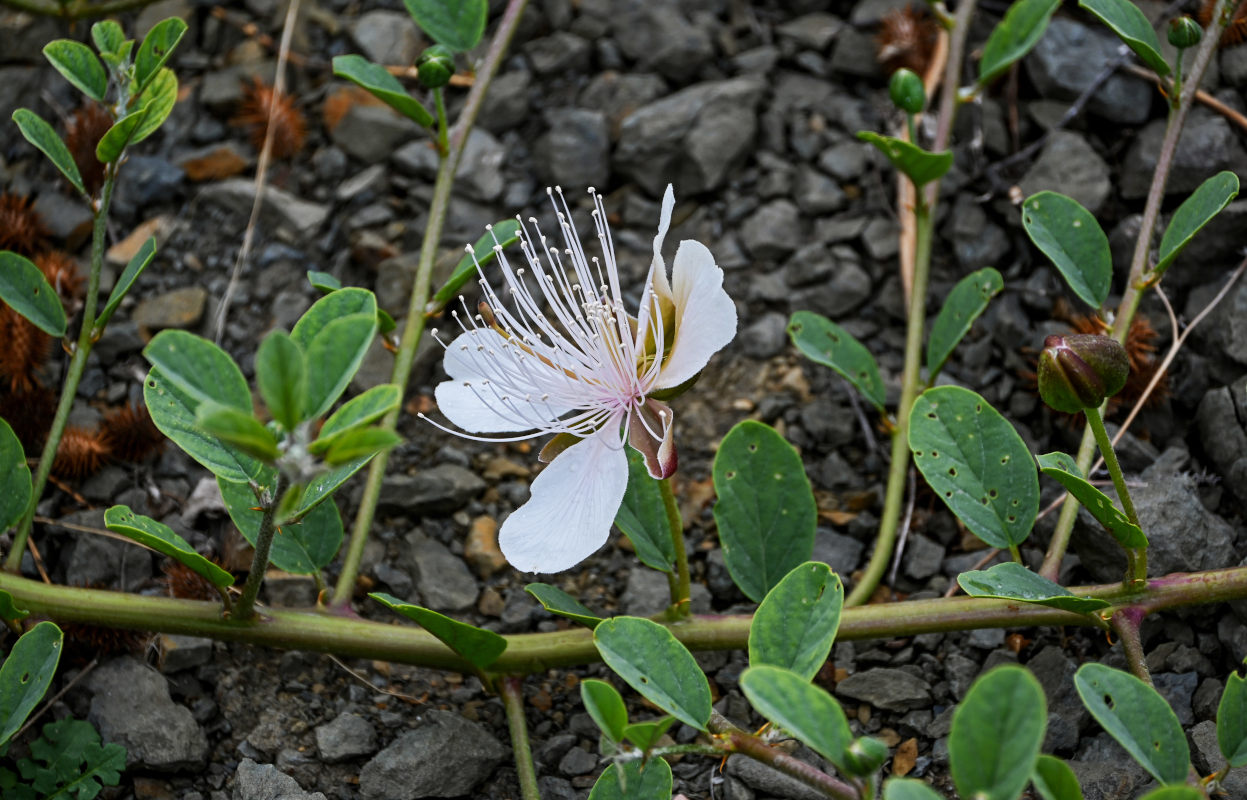 Image of Capparis herbacea specimen.