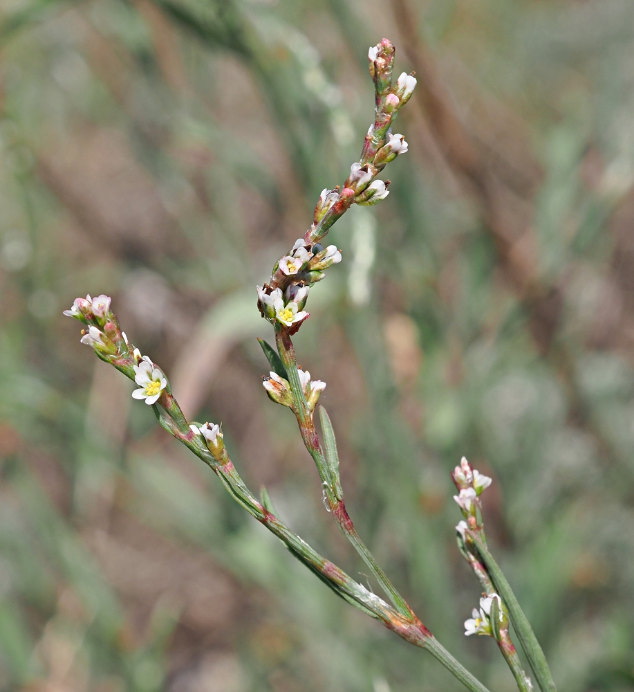 Image of Polygonum patulum specimen.