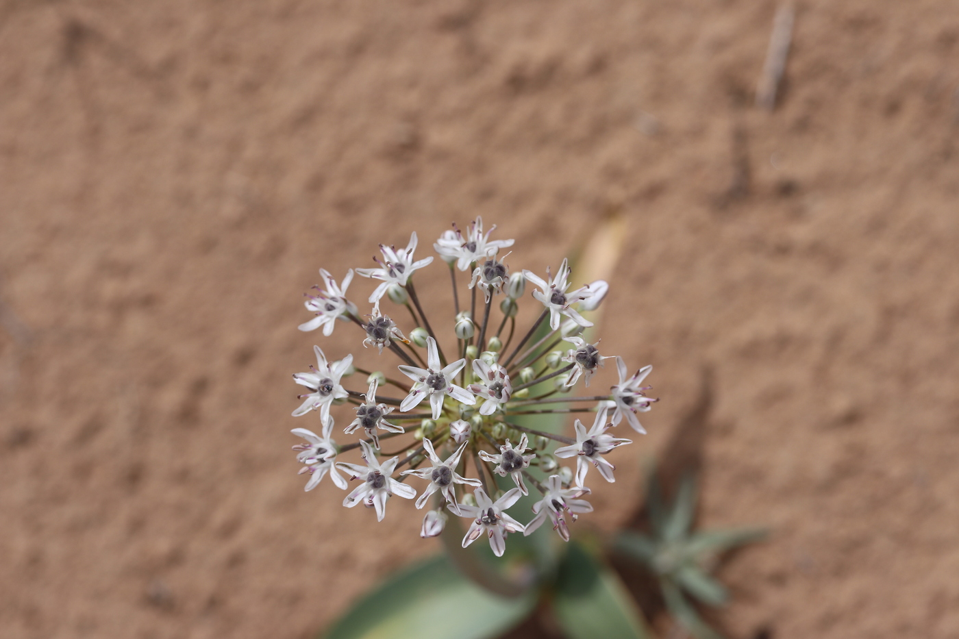 Изображение особи Allium subscabrum.