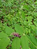 Vicia ramuliflora. Верхушка побега с расцветающим (внизу) и бутонизирующим соцветиями. Хабаровский край, окр. г. Комсомольск-на-Амуре, широколиственный лес. 09.06.2024.