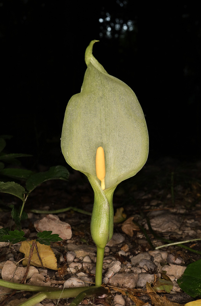 Изображение особи Arum italicum ssp. albispathum.