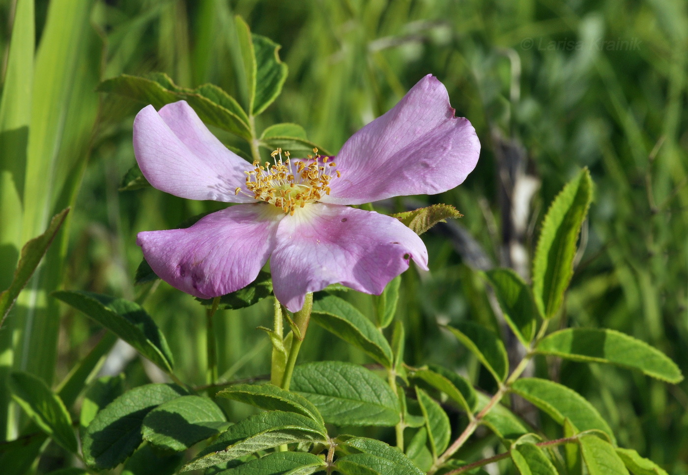 Image of Rosa davurica specimen.