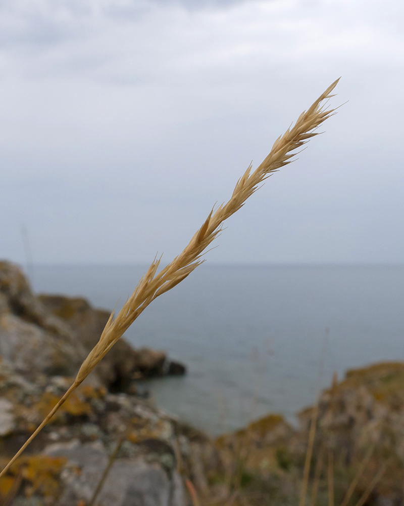 Изображение особи семейство Poaceae.