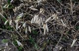 Bromus squarrosus