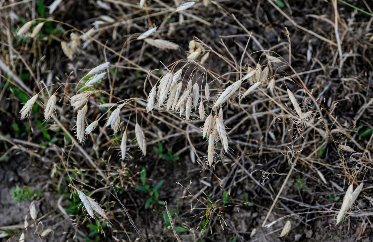 Image of Bromus squarrosus specimen.