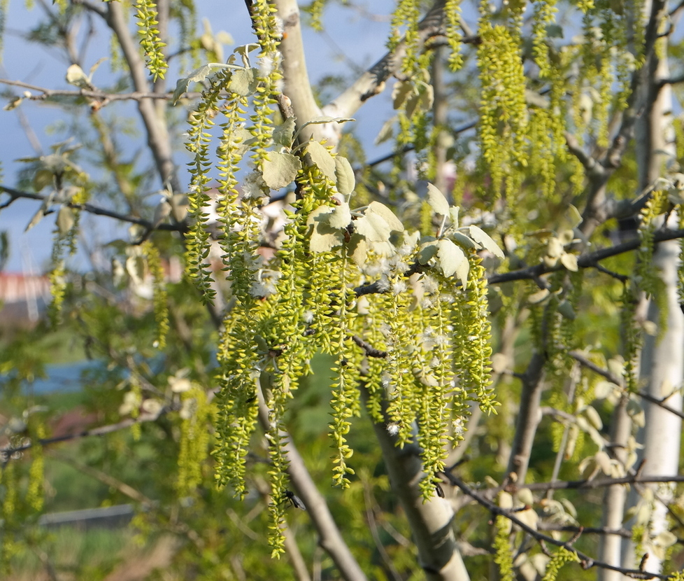 Image of Populus alba specimen.