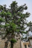 Cryptomeria japonica. Крона взрослого дерева. Грузия, Имеретия, г. Кутаиси, в культуре. 14.06.2023.