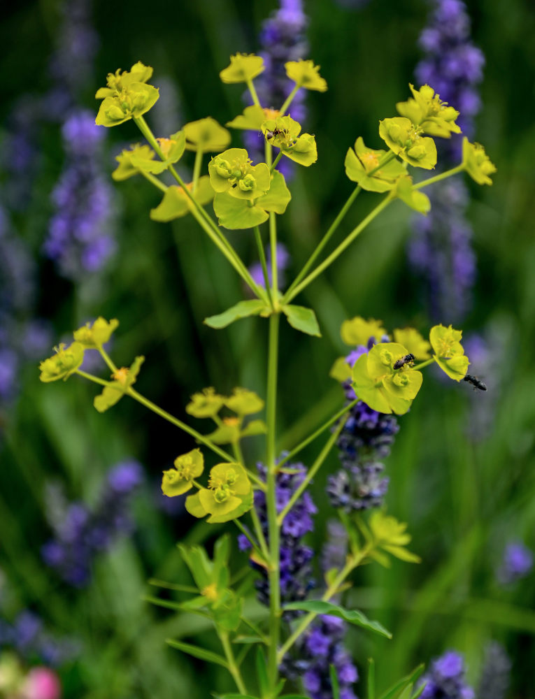 Изображение особи Euphorbia virgata.