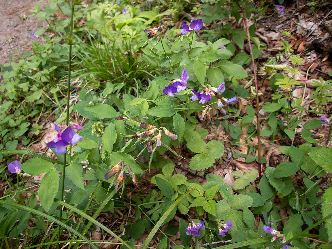 Image of Lathyrus laxiflorus specimen.