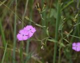 genus Dianthus. Цветки. Липецкая обл., Данковский р-н, ур. Крутые Дубки, поляна в лесу. 31 июля 2024 г.