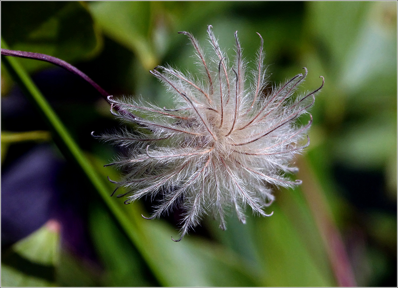 Изображение особи Clematis &times; jackmanii.