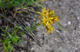 Hypericum perforatum