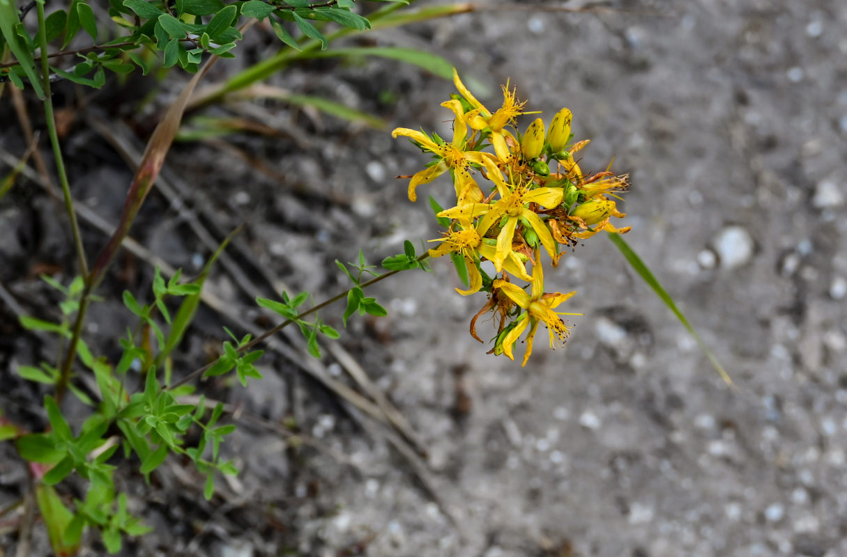 Изображение особи Hypericum perforatum.