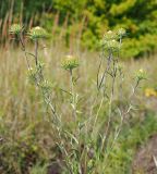 Carlina biebersteinii