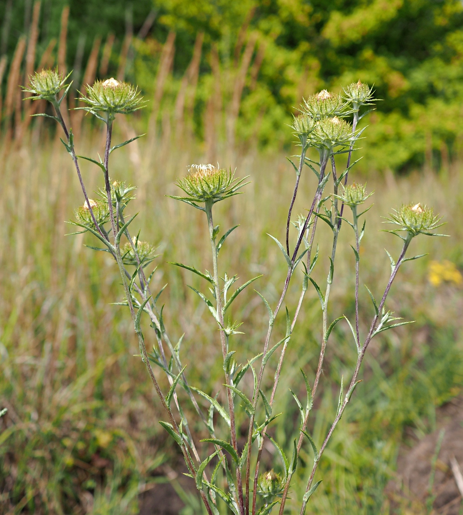 Image of Carlina biebersteinii specimen.