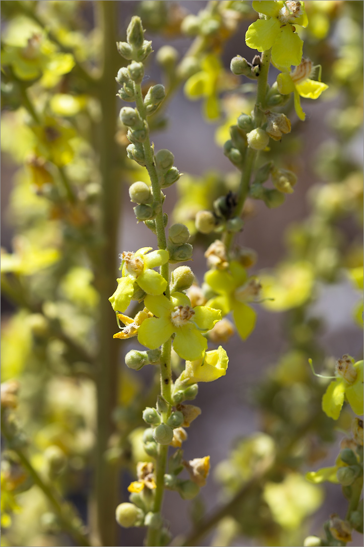 Image of genus Verbascum specimen.