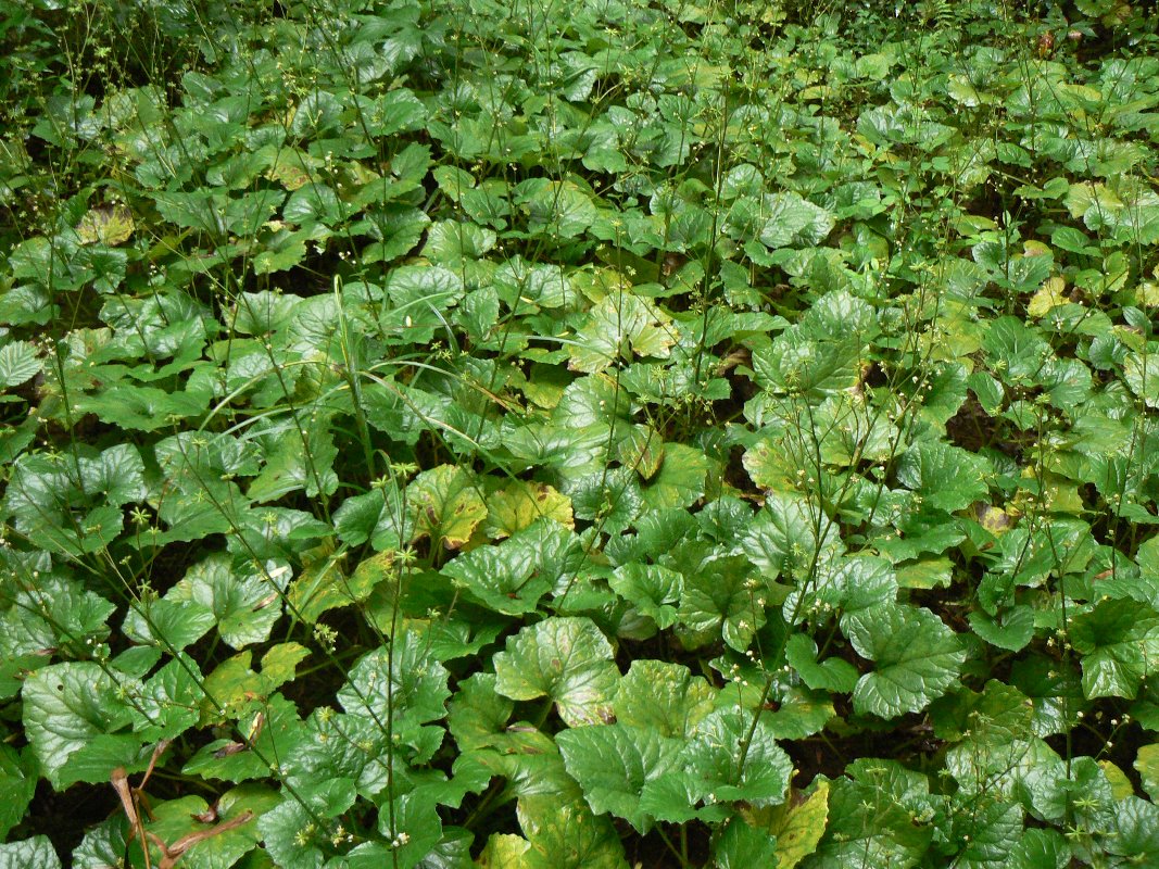 Изображение особи Adenocaulon adhaerescens.