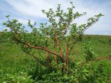 Sorbus persica. Одиночное деревце в саванноидном сообществе. Казахстан, Туркестанская обл., Сырдарья-Туркестанский государственный региональный природный парк, Боралдайский филиал, ≈ 1400 м н.у.м. 17.05.2024.