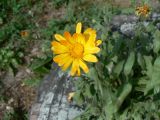 Calendula officinalis