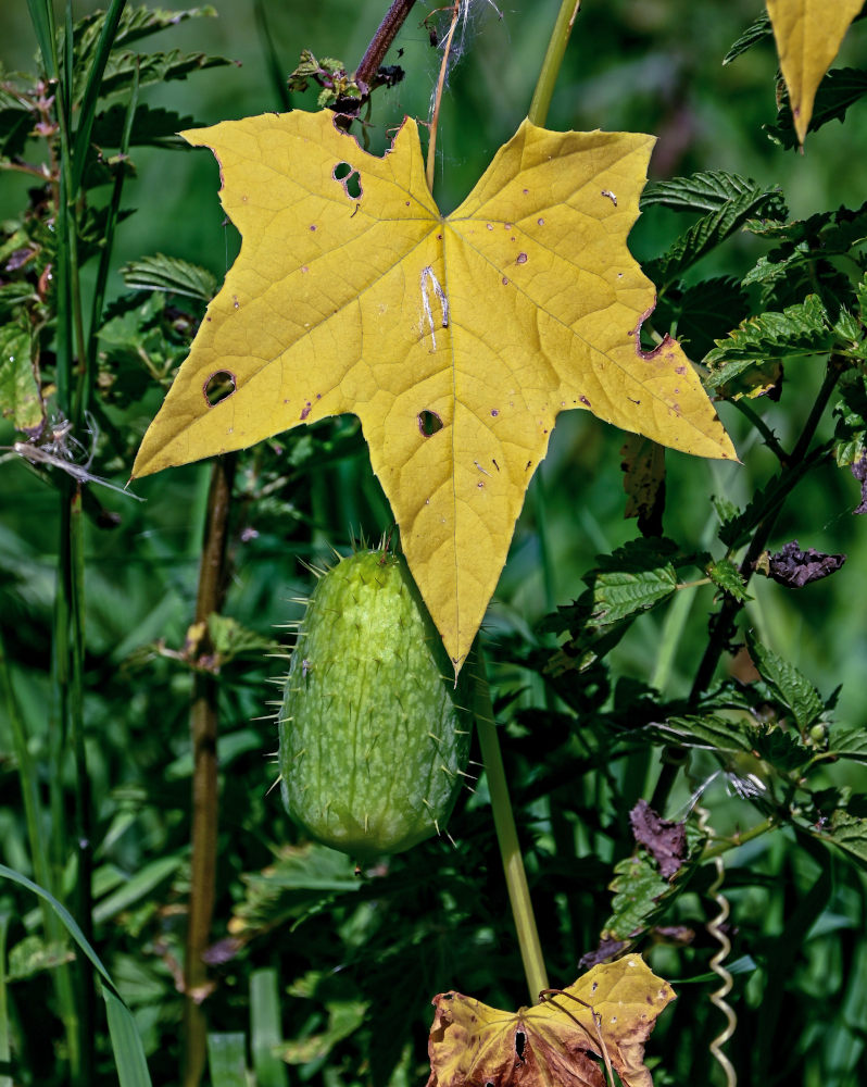 Изображение особи Echinocystis lobata.