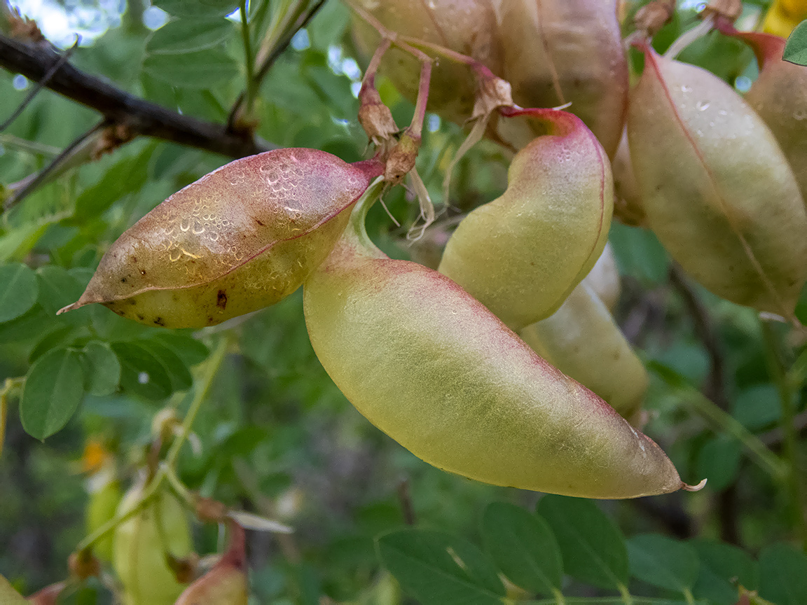 Изображение особи Colutea cilicica.