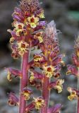 Orobanche laxissima