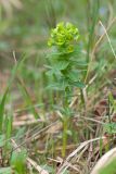Euphorbia condylocarpa. Цветущее растение. Краснодарский край, Крымский р-н, окр. станицы Неберджаевская, задернованное скальное обнажение на месте старого заросшего карьера. 02.04.2025.