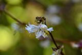 View full-size image Lonicera fragrantissima