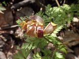 View full-size image Adonis amurensis