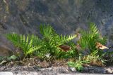 genus Polypodium