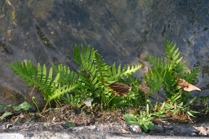 Изображение особи род Polypodium.