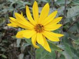 View full-size image Helianthus tuberosus