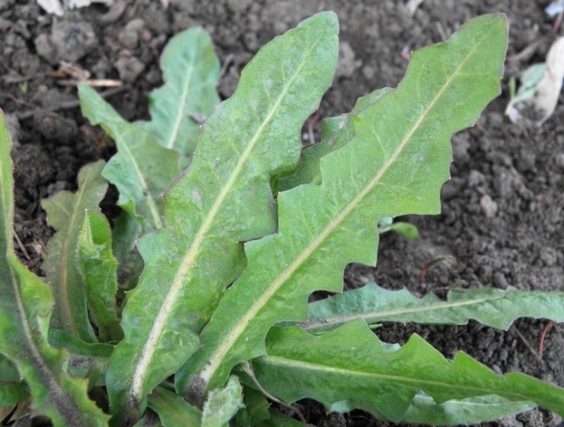 Image of Cichorium intybus specimen.