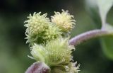 View full-size image Xanthium strumarium