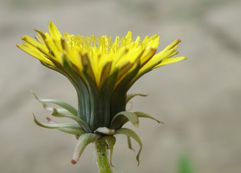 Изображение особи род Taraxacum.