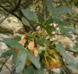 Acer turcomanicum. Ветвь с плодами. Копетдаг, Чули. Июнь 2011 г.