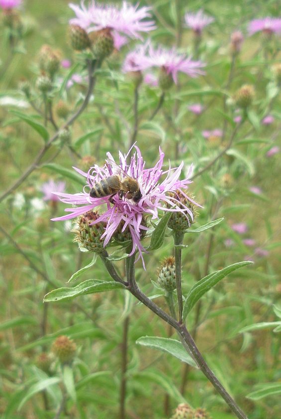 Image of Centaurea salicifolia specimen.