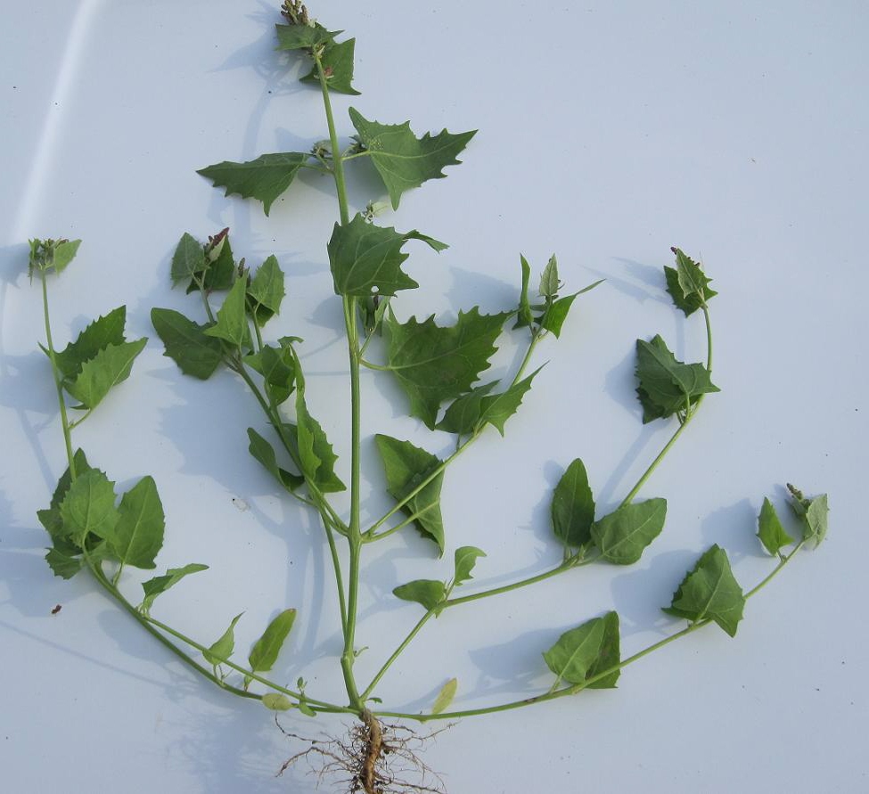 Image of Atriplex prostrata specimen.