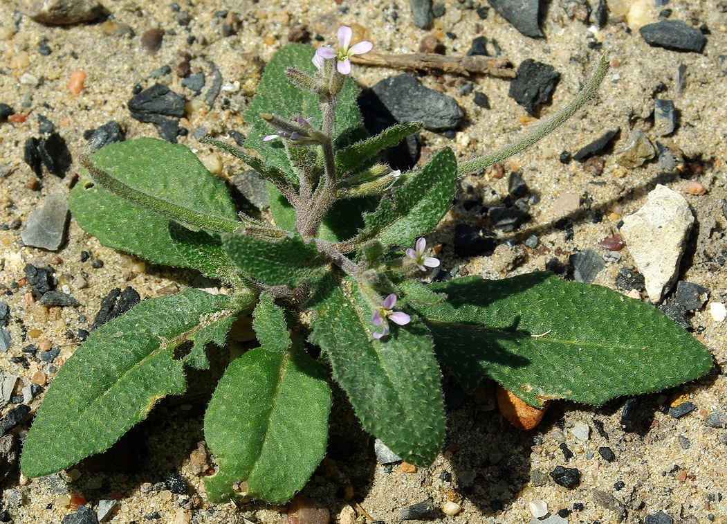 Изображение особи Strigosella trichocarpa.