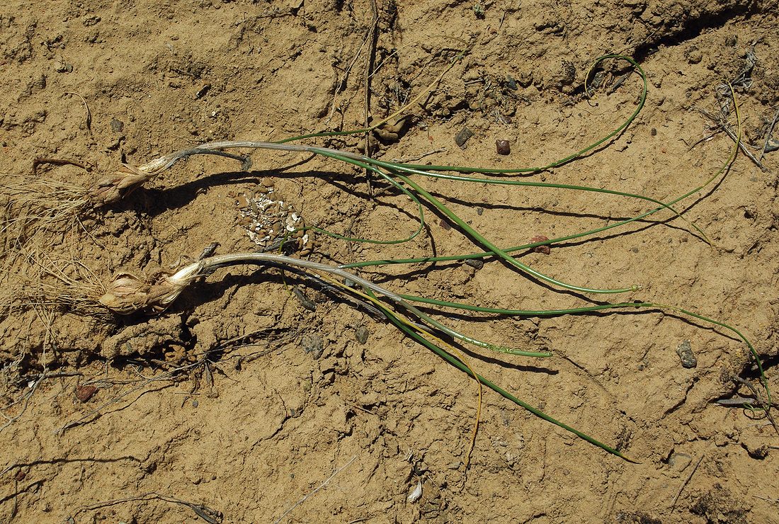 Image of Allium sabulosum specimen.